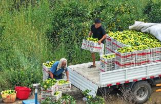 江西吉安：农民采摘、装运蜜橘