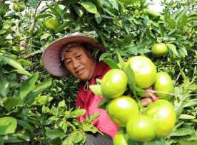 江西吉安：农民采摘、装运蜜橘
