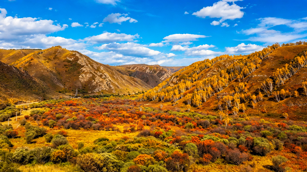 内蒙古赤峰：漫山白桦染金叠彩