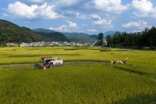 贵州黔东南：机械化收割助力秋收