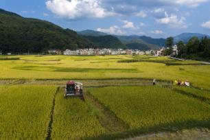 贵州黔东南：机械化收割助力秋收