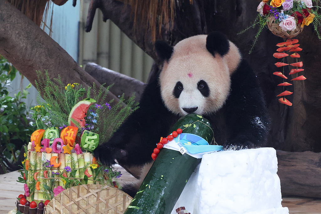 重庆：大熊猫“良月”迎10周岁生日