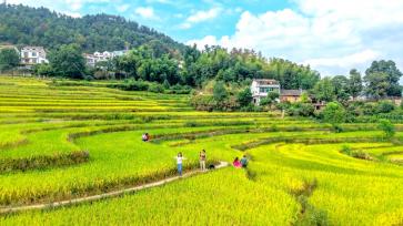 湖北黄冈：农旅融合促乡村振兴