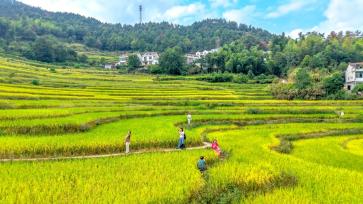 湖北黄冈：农旅融合促乡村振兴