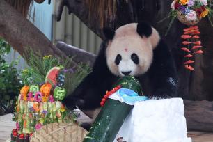 重庆：大熊猫“良月”迎10周岁生日