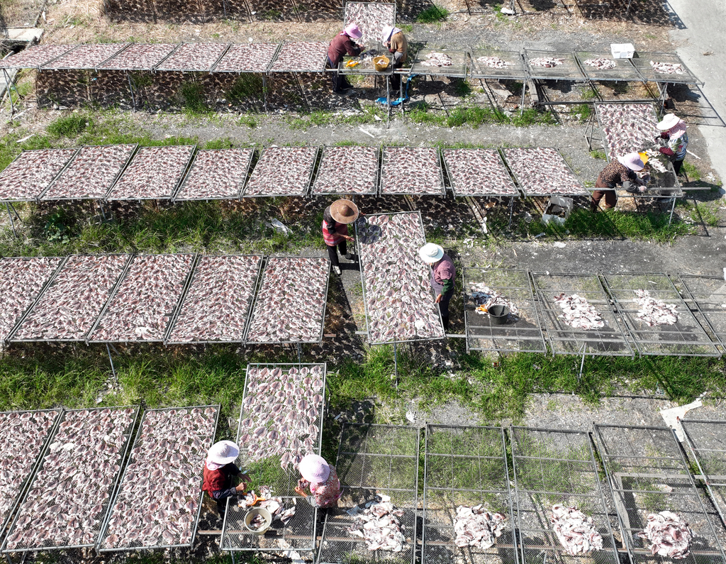浙江温岭：鱼鲞飘香产销旺