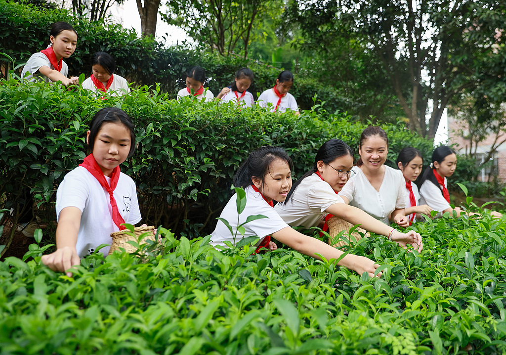 广西梧州：茶园研学传承非遗文化