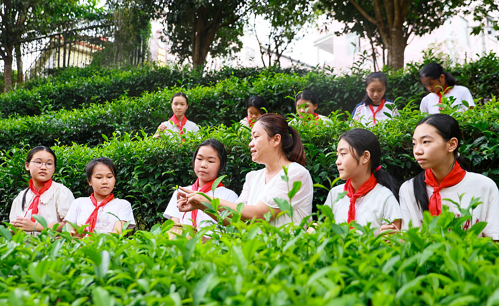 广西梧州：茶园研学传承非遗文化