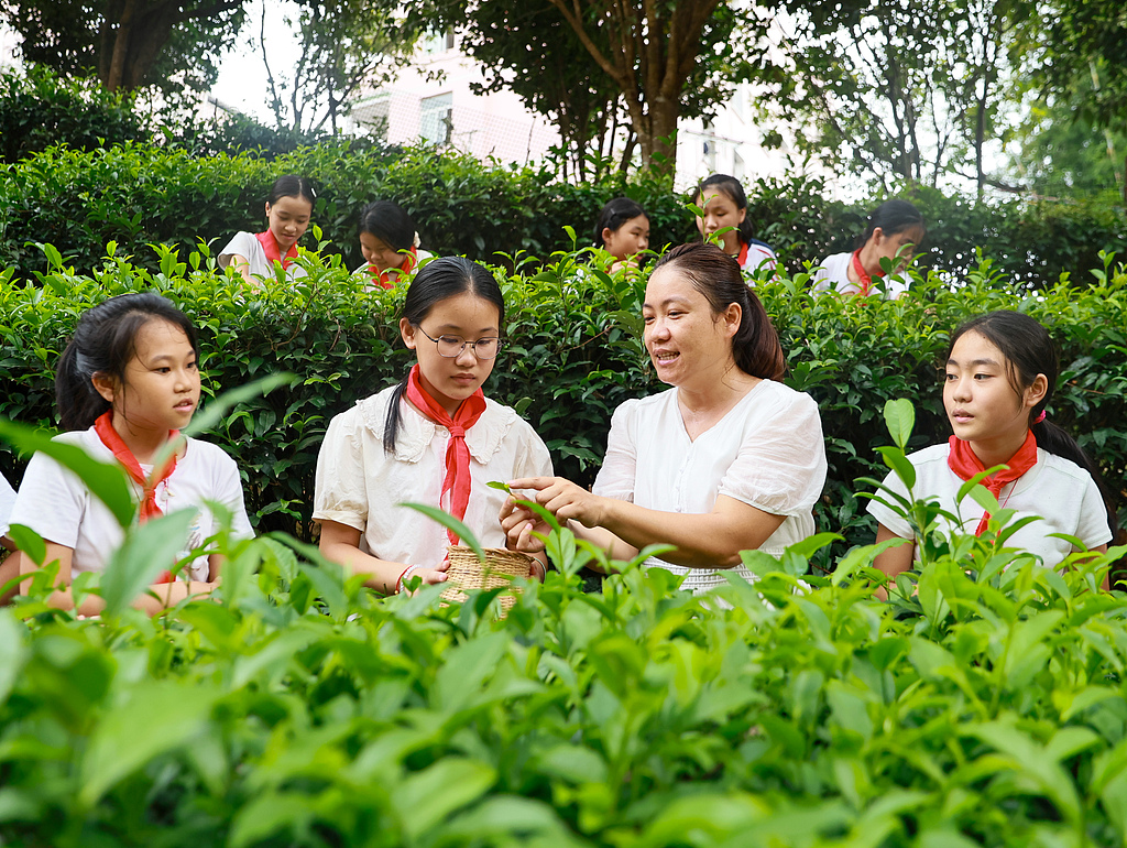 广西梧州：茶园研学传承非遗文化