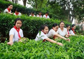 广西梧州：茶园研学传承非遗文化
