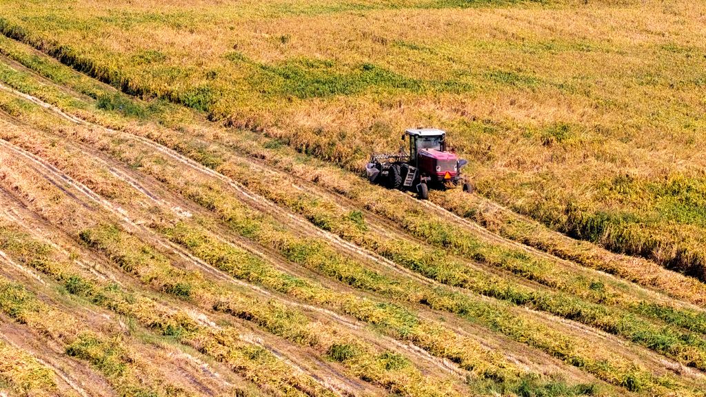 内蒙古赤峰：科尔沁沙地谷子获丰收