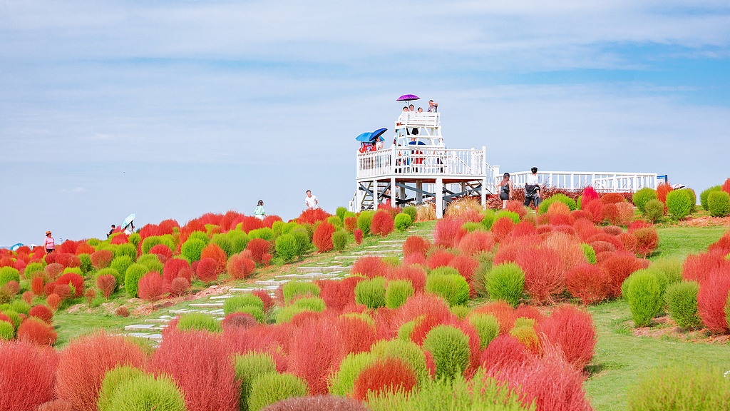 四川成都双流空港花田花开迎国庆