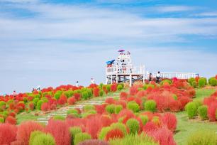 四川成都双流空港花田花开迎国庆
