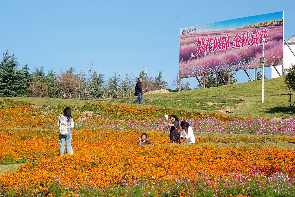山东青岛：田园花海引客来