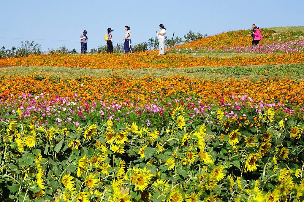山东青岛：田园花海引客来