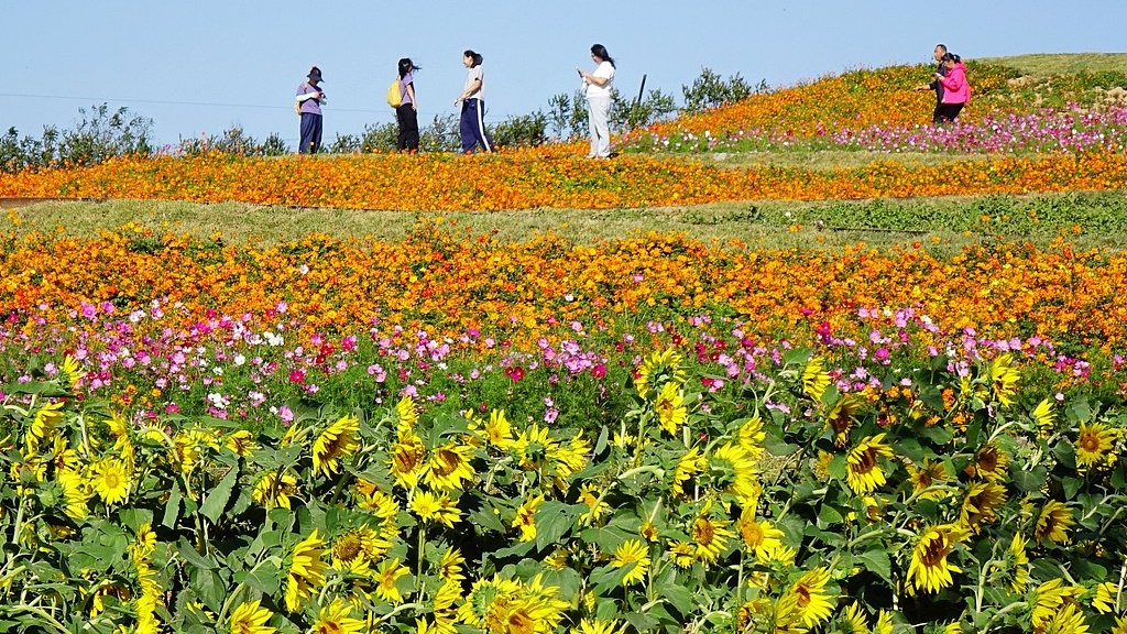 山东青岛：田园花海引客来