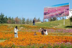 山东青岛：田园花海引客来