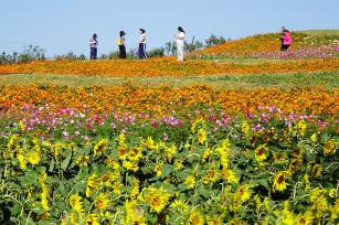 山东青岛：田园花海引客来
