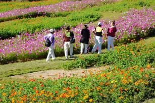 山东青岛：田园花海引客来