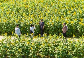 江苏泗洪：向日葵花海引客来