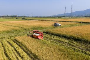安徽芜湖：农机手驾驶农机收割水稻