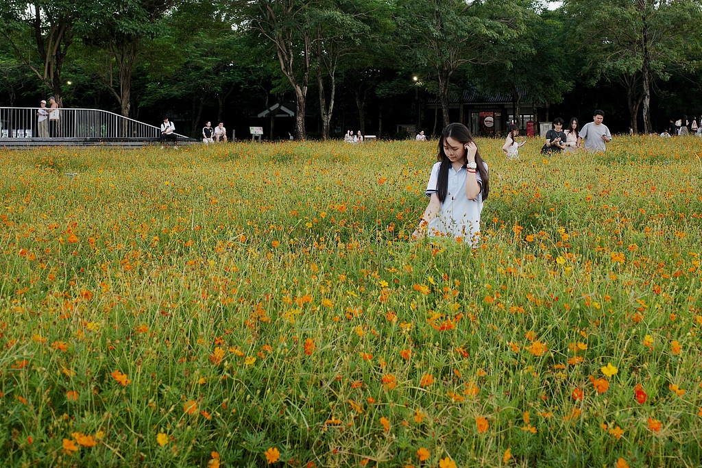 广东广州：硫华菊花海吸引游客赏花拍照