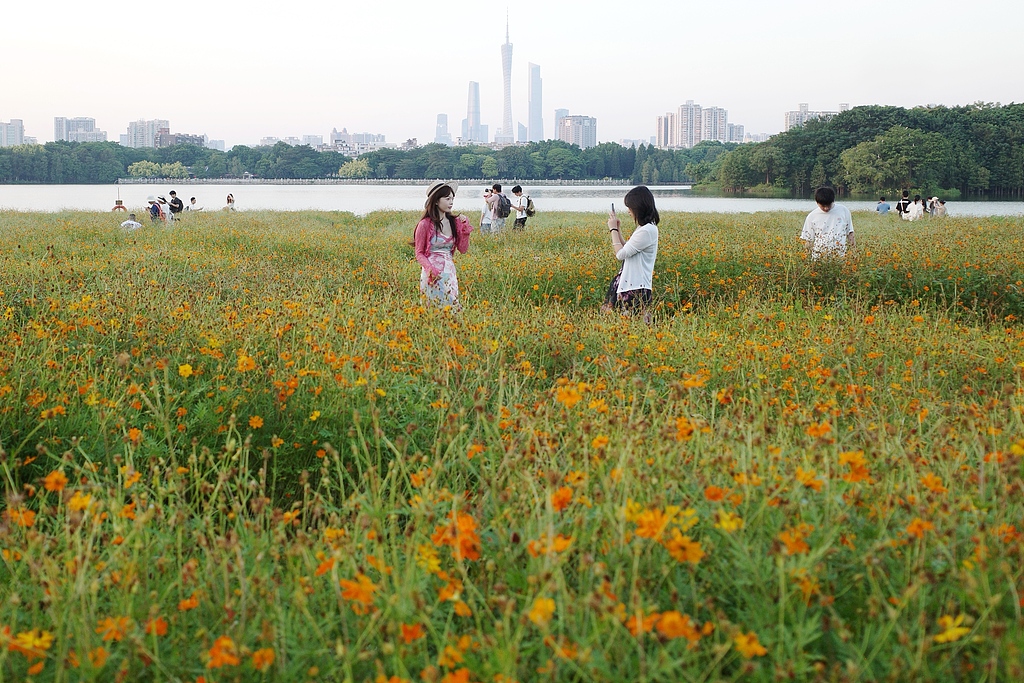 广东广州：硫华菊花海吸引游客赏花拍照