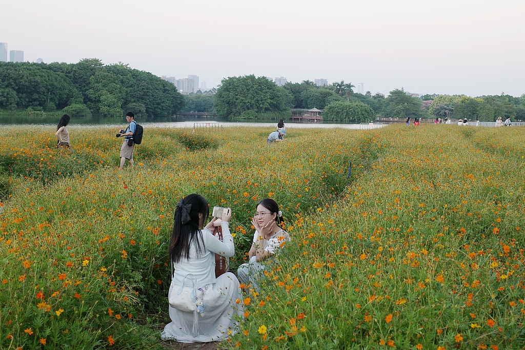 广东广州：硫华菊花海吸引游客赏花拍照