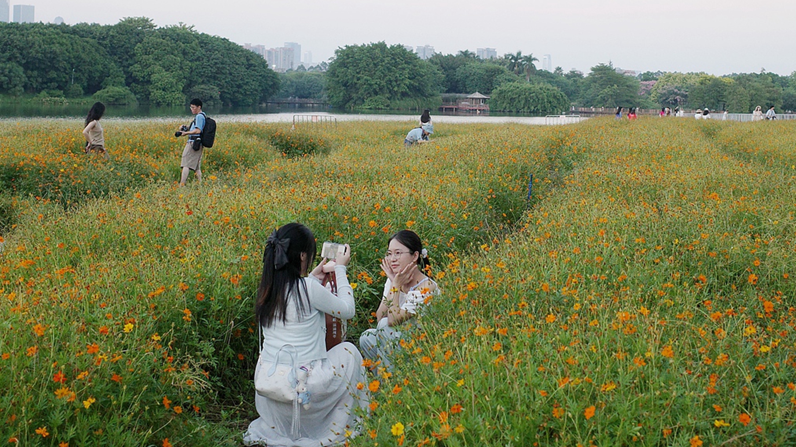 广东广州：硫华菊花海吸引游客赏花拍照