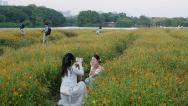 广东广州：硫华菊花海吸引游客赏花拍照