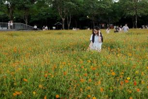 广东广州：硫华菊花海吸引游客赏花拍照