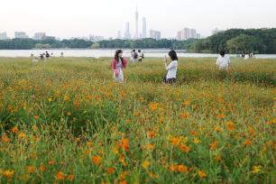 广东广州：硫华菊花海吸引游客赏花拍照