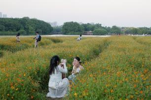 广东广州：硫华菊花海吸引游客赏花拍照