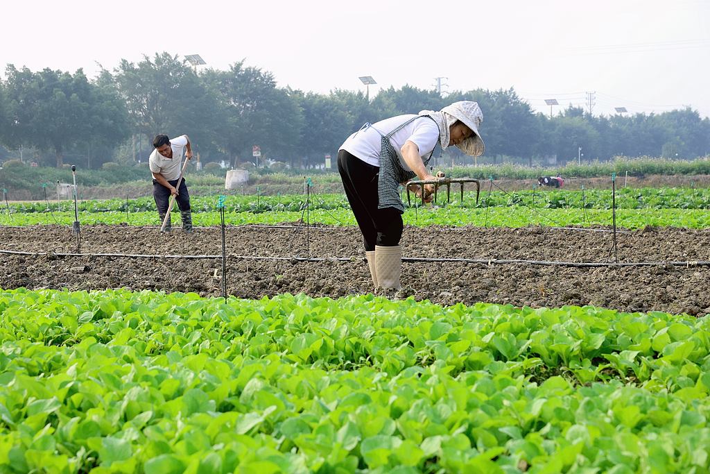 贵州榕江：村民在田间劳作