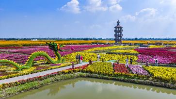 江苏兴化：游客在千垛景区赏菊游玩