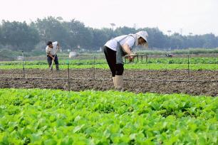 贵州榕江：村民在田间劳作