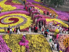 辽宁沈阳：五彩菊海绘就秋日花宴