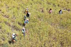 广西三江：梯田翻金浪 苗寨剪禾忙