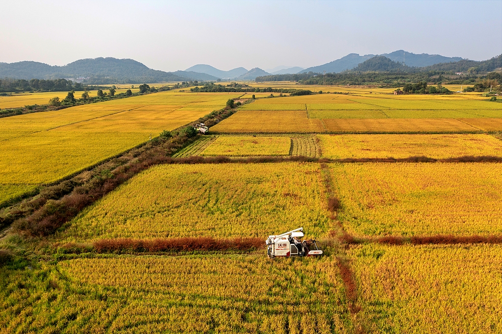 江西抚州：收割机在田间收割晚稻