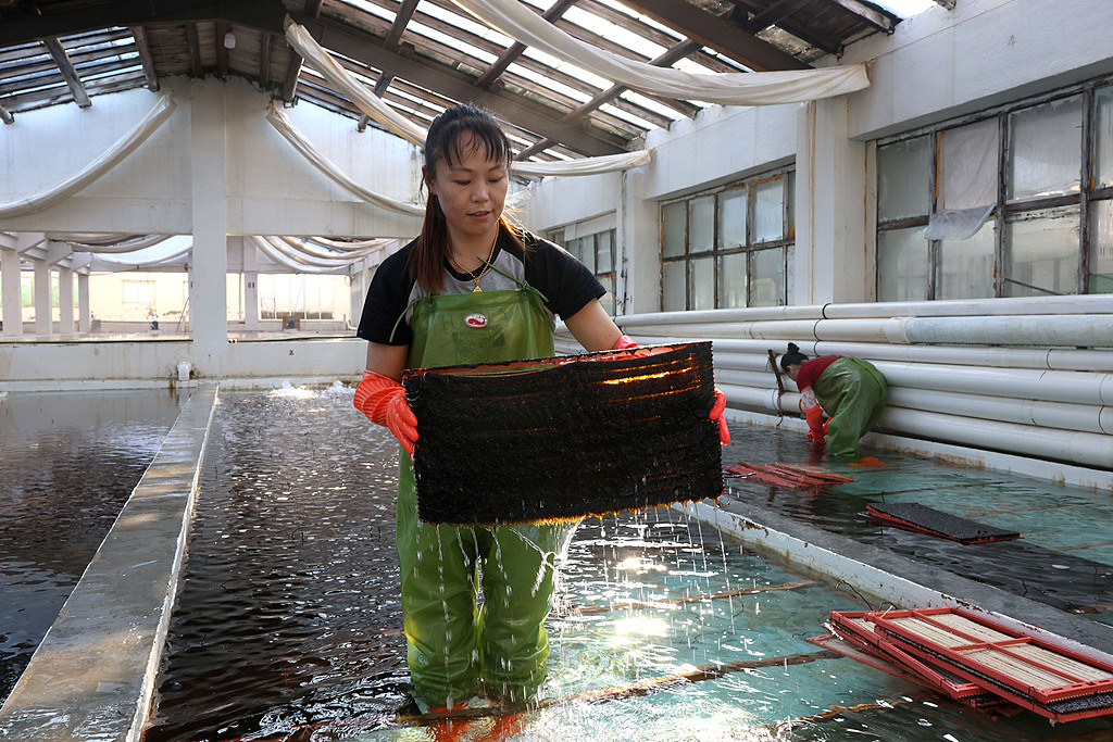 福建连江：工作人员在海带育苗基地作业