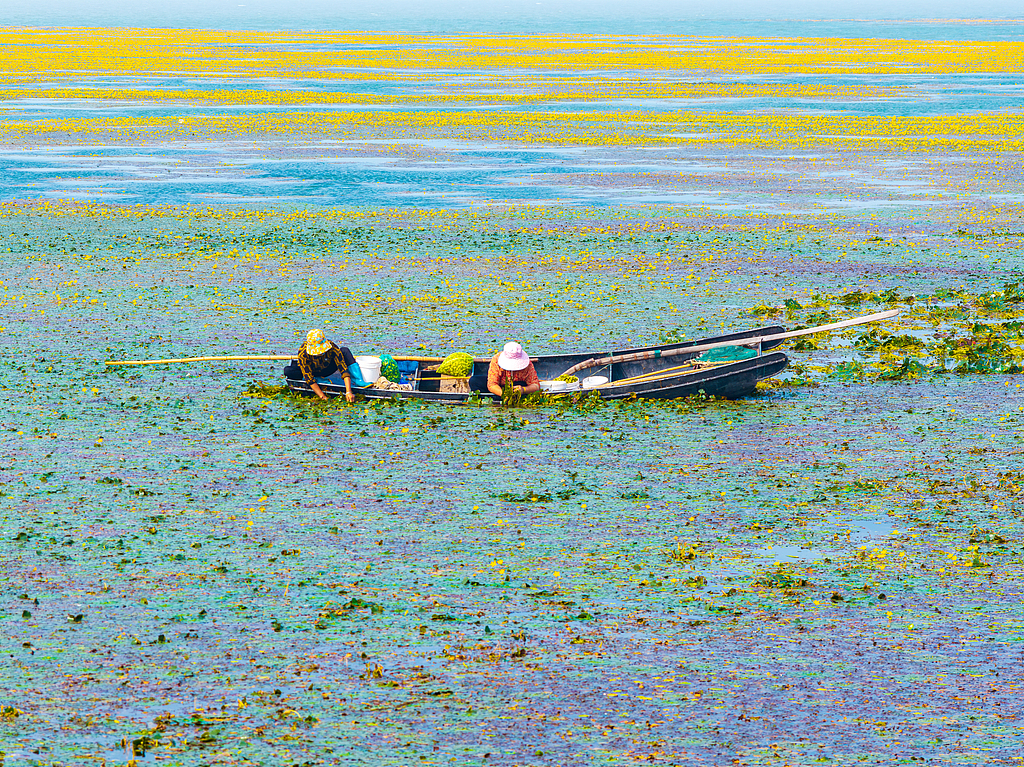 江苏苏州：碧水黄花相映 水乡采菱正当时
