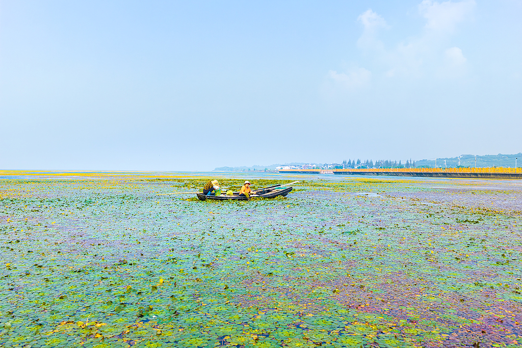 江苏苏州：碧水黄花相映 水乡采菱正当时