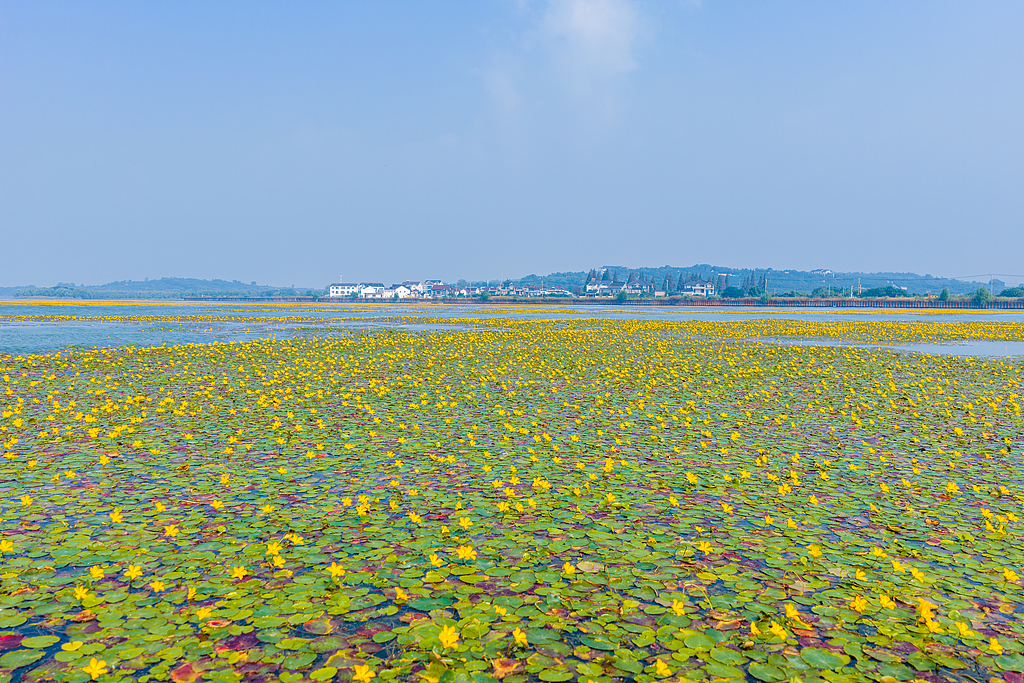 江苏苏州：碧水黄花相映 水乡采菱正当时