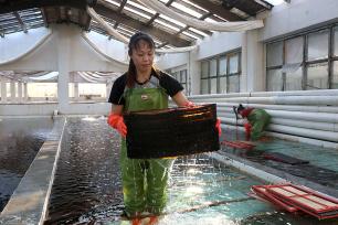 福建连江：工作人员在海带育苗基地作业
