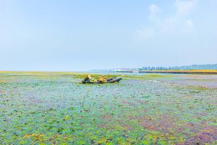 江苏苏州：碧水黄花相映 水乡采菱正当时