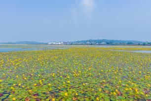 江苏苏州：碧水黄花相映 水乡采菱正当时