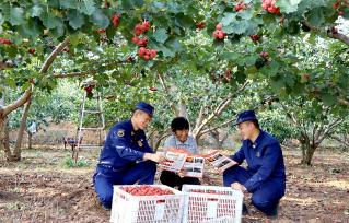 山东枣庄：消防助农服务队守护山楂丰收