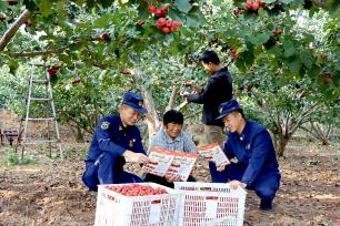 山东枣庄：消防助农服务队守护山楂丰收
