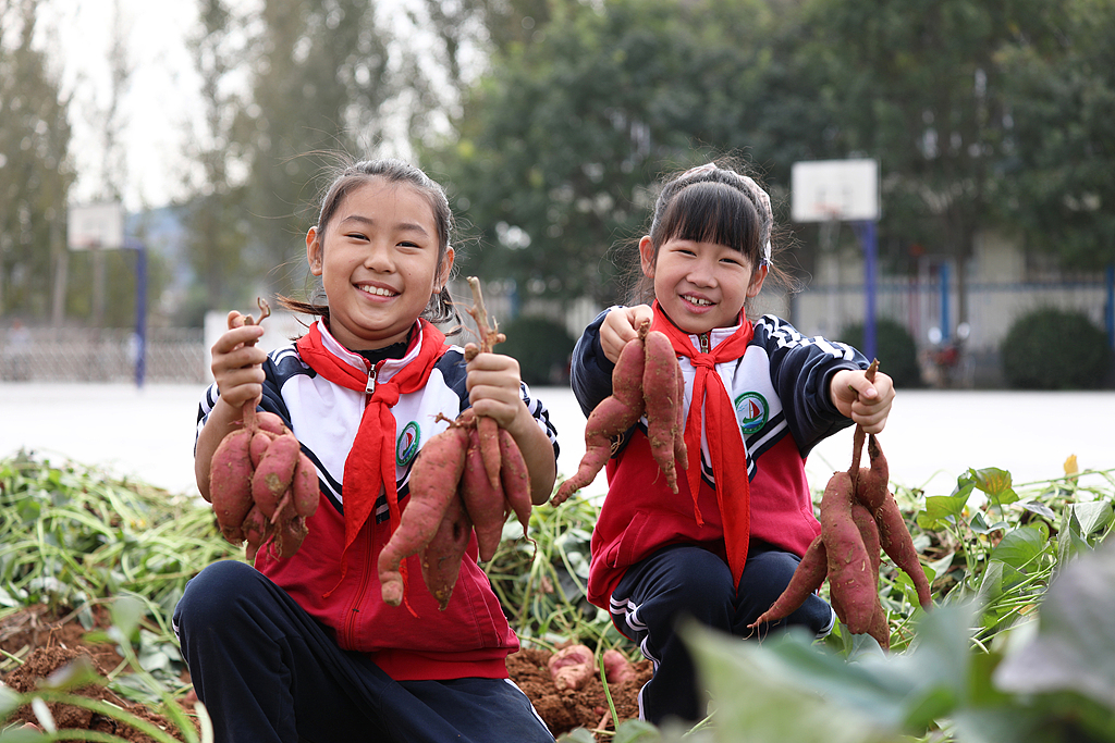 河北唐山：小学学生体验丰收喜悦