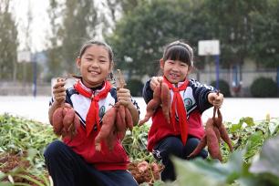 河北唐山：小学学生体验丰收喜悦